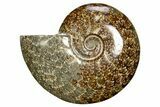 Polished Cretaceous Ammonite (Cleoniceras) Fossil - Madagascar #317871-1